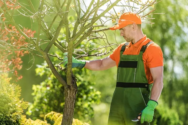 Expert Tree Care Services: Your Guide to Healthy, Beautiful Trees with Fixer Bee