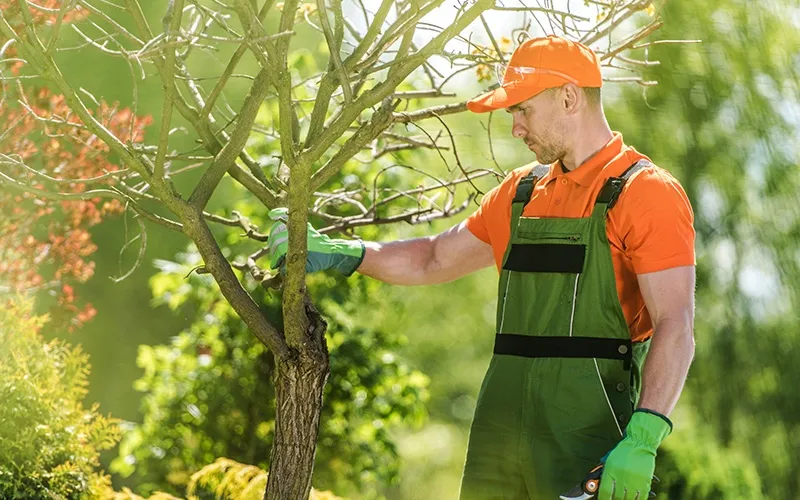 Comprehensive Tree Care Services with Fixer Bee