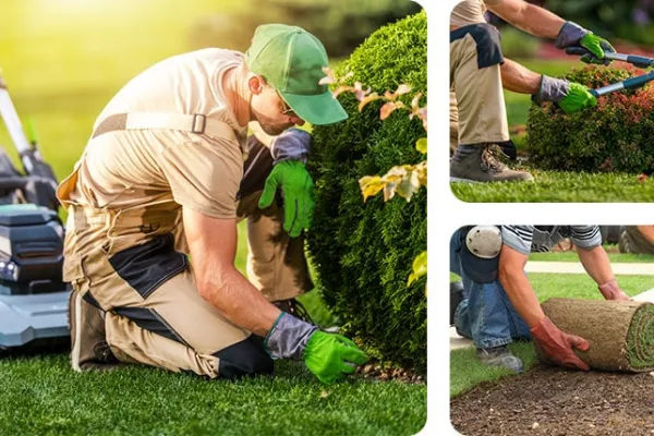 Tree Care: Essential Tips for Healthy, Safe Trees on Your Property