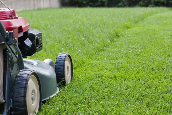 Transform Your Outdoor Space with Professional Lawn Care Services from Fixer Bee